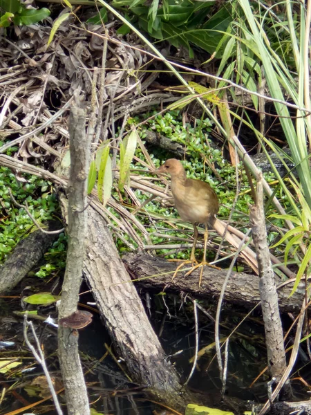 Une Jeune Gallinule Pourpre Américaine Dans Parc National Des Everglades — Photo