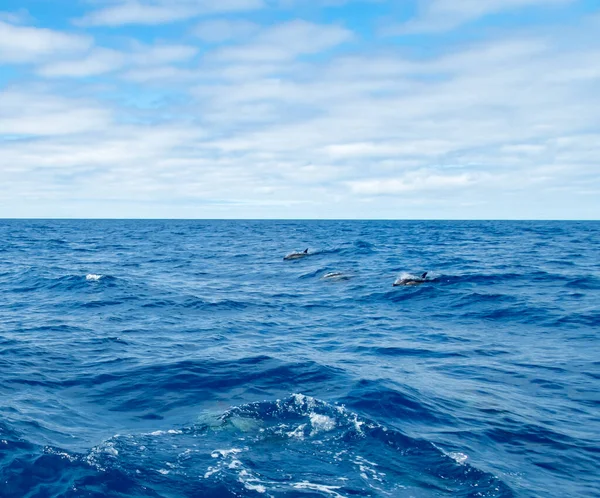 Delfín Común Océano Atlántico Cerca Las Azores —  Fotos de Stock