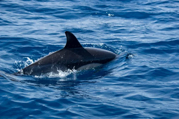 Ένα Κοινό Δελφίνι Στον Ατλαντικό Ωκεανό Κοντά Στις Αζόρες — Φωτογραφία Αρχείου