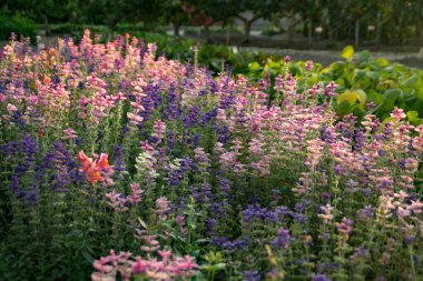 Hollanda 'da günbatımında bir çiçek bahçesi