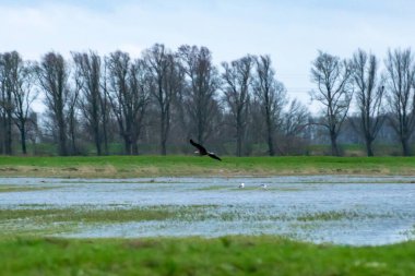 Hollanda 'daki Biesbosch Milli Parkı' nda uçan beyaz kuyruklu bir kartal.
