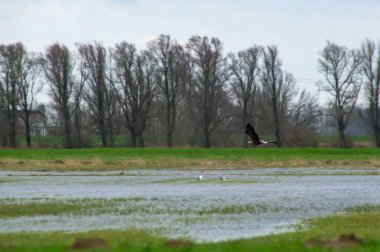 Hollanda 'daki Biesbosch Milli Parkı' nda uçan beyaz kuyruklu bir kartal.