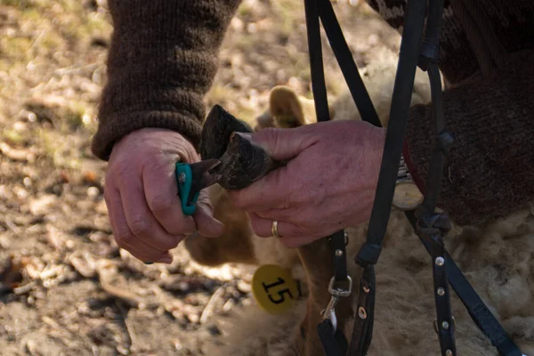 Pasterz Obcina Paznokcie Owcy Holandii — Zdjęcie stockowe