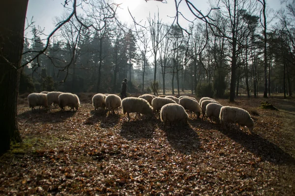 Stado Owiec Pasterzem Lesie Holandii — Zdjęcie stockowe