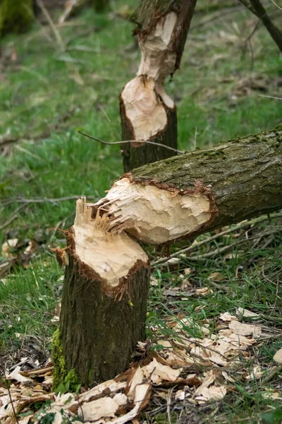 Hollanda 'daki Biesbosch Milli Parkı' nda kunduzlar tarafından çiğnenen bir ağaç.