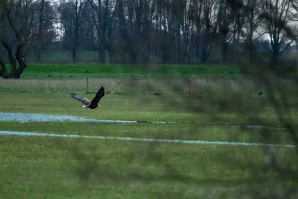 Aigle Queue Blanche Volant Dans Parc National Biesbosch Aux Pays — Photo