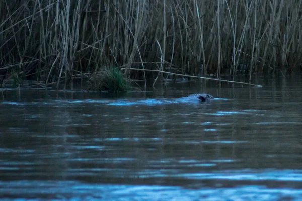 Castoro Che Nuota Nel Parco Nazionale Del Biesbosch Nei Paesi — Foto Stock