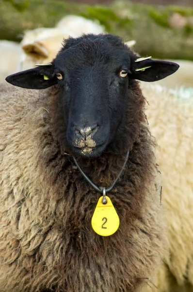 Owce Stadzie Lesie Holandii — Zdjęcie stockowe