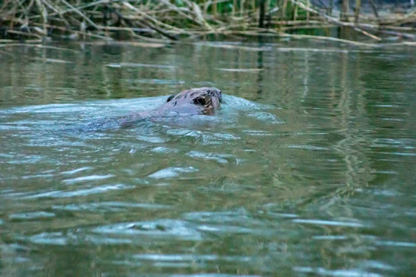 Ein Biber Schwimmt Nationalpark Biesbosch Den Niederlanden — Stockfoto