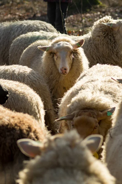 Owce Stadzie Lesie Holandii — Zdjęcie stockowe