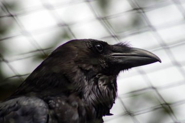 Bir Kuzgun 'un Kapanışı