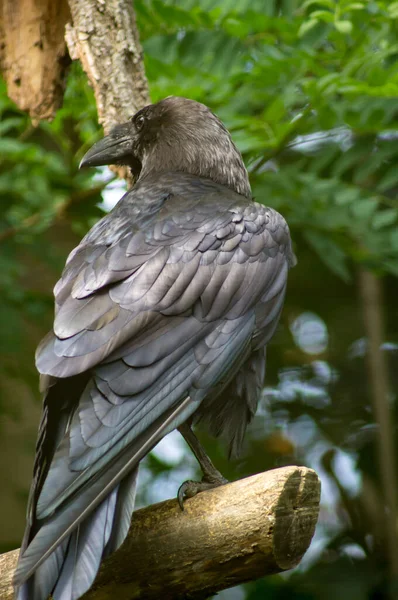 Corbeau Assis Sur Une Branche — Photo