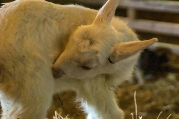 Una Pequeña Cabra Bebé Una Granja — Foto de Stock