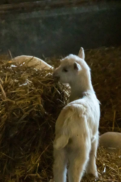 Una Pequeña Cabra Bebé Una Granja — Foto de Stock