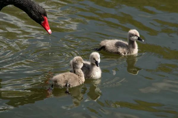 Két Cygnet Úszik Vízben — Stock Fotó