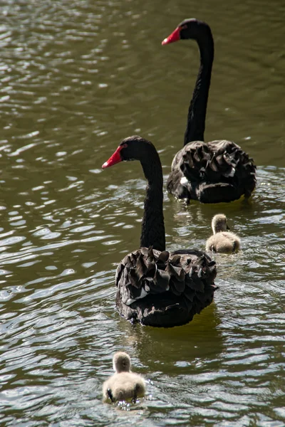Uma Família Cisnes Com Cisnes Negros Cygnets — Fotografia de Stock