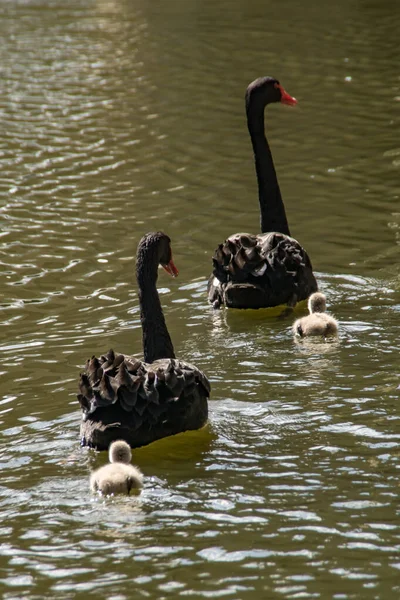 Una Familia Cisnes Con Cisnes Negros Cygnets —  Fotos de Stock