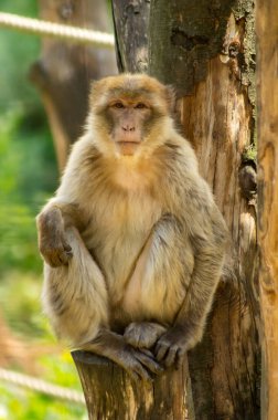 Hayvanat bahçesindeki vahşi bir maymun ağaçta oturuyor.