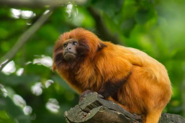Ağaçtaki altın aslan tamarini.