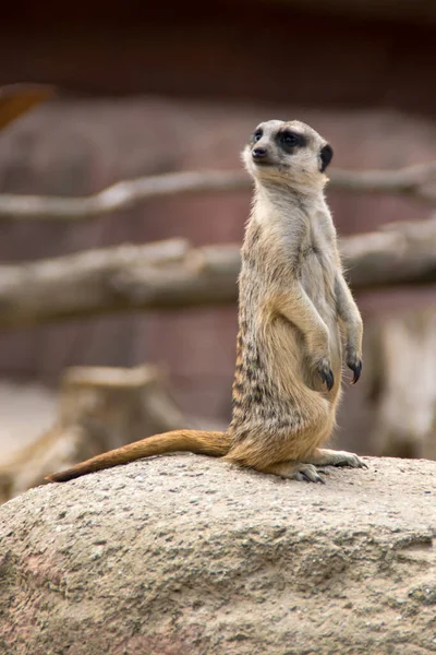 Portrait Meerkat — Stock Photo, Image