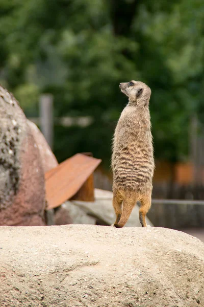 Retrato Meerkat — Fotografia de Stock