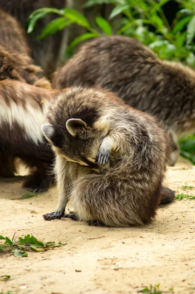Common Raccoon Zoo — Stock Photo, Image