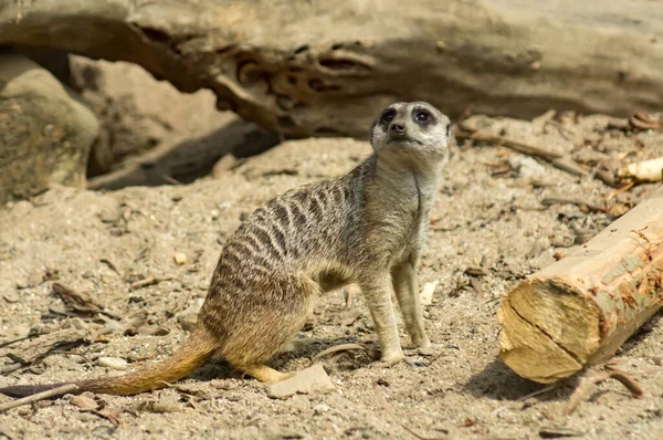 Retrato Meerkat — Fotografia de Stock