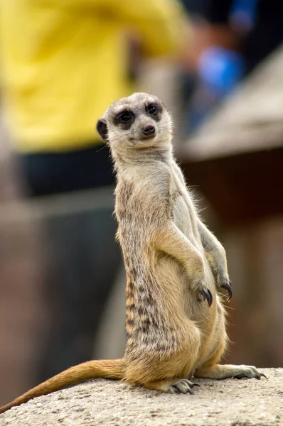 Portrait Meerkat — Stock Photo, Image