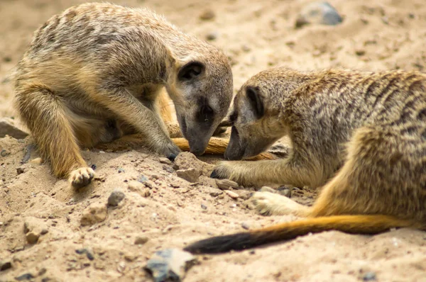 Retrato Meerkat — Fotografia de Stock