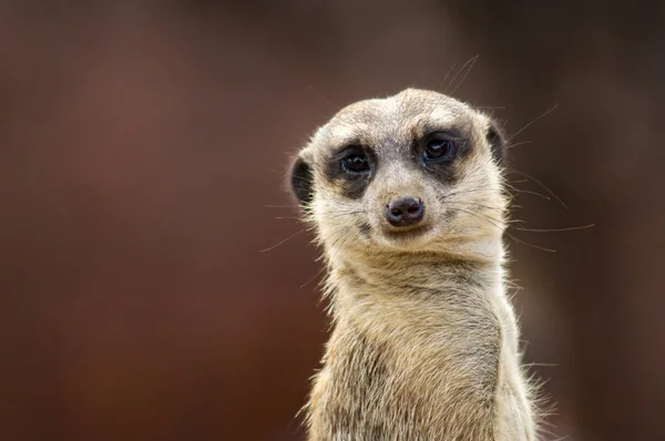 Portrait Meerkat — Stock Photo, Image