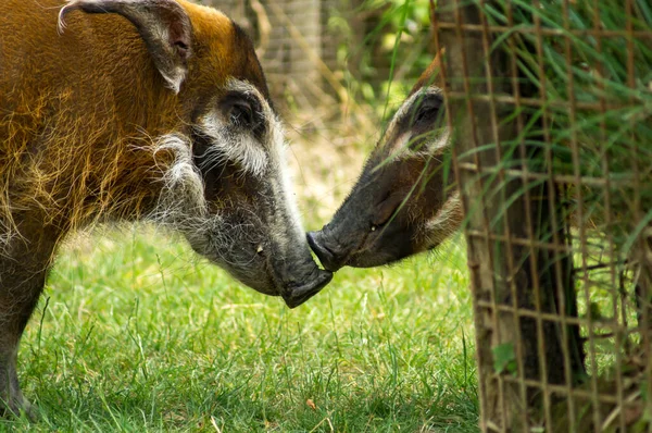 Twee Rode Rivier Zwijnen Een Dierentuin — Stockfoto