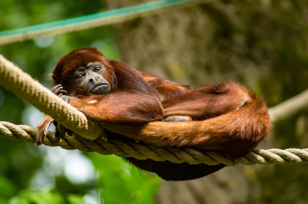 A Colombian red howler laying in ropes in a zoo