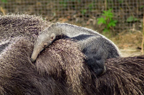 Giant Anteater Young Its Back — Stockfoto