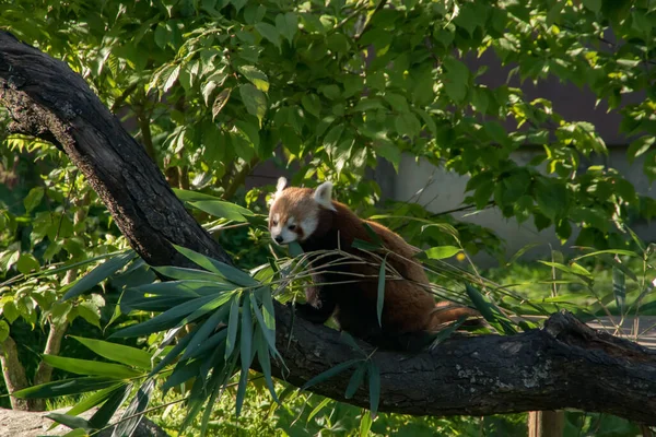 Ağaçta Bambu Yiyen Kırmızı Bir Panda — Stok fotoğraf