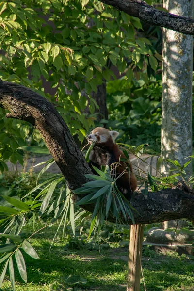 Panda Rouge Mangeant Bambou Sur Arbre — Photo