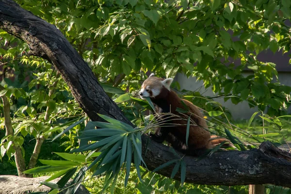 Panda Rouge Mangeant Bambou Sur Arbre — Photo