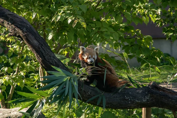 Panda Rouge Mangeant Bambou Sur Arbre — Photo