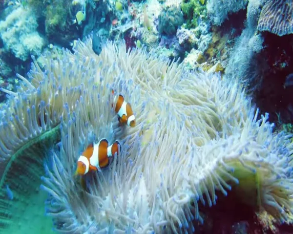 Tropical Fish Coral Reef Underwater Shot Animals Underwater Coral Coral — Stock Photo, Image