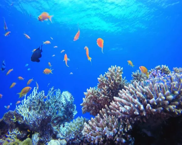 Ryby Tropikalne Podwodnej Rafie Koralowej Zwierzęta Podwodne Koralowe Rafa Koralowa — Zdjęcie stockowe