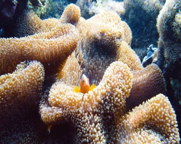 Tropische Fische Auf Einem Korallenriff Unterwasseraufnahmen Tiere Unterwasser Korallen Korallenriffe — Stockfoto