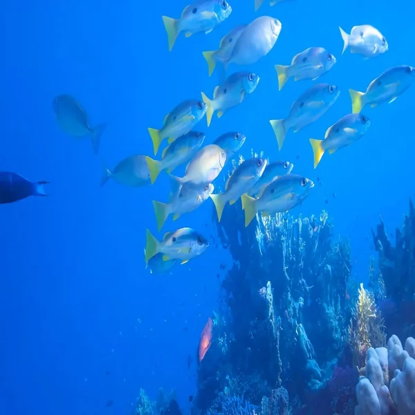 Tropische Meereslandschaft Unter Wasser Tropische Unterwasserfische Unterwasser Fischriffe Marinen Unterwasserfische — Stockfoto