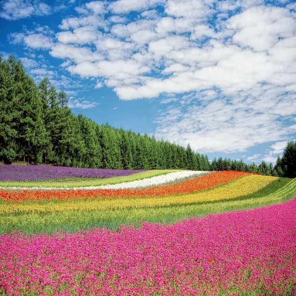 Flores Flores Campo Muchos Colores Japón Irodori Campo Tomita Granja —  Fotos de Stock