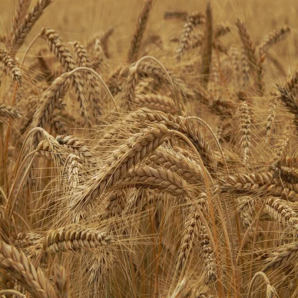 Buğday tarlası arpa tarlası. Yazın arpa tarlası. Gökyüzüne karşı tarlada buğday. Kırsal alan. Ürün yetiştirme kavramı.