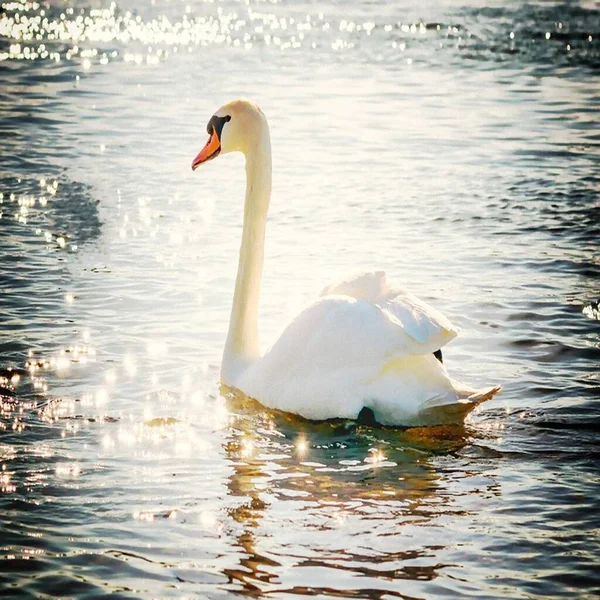 Kuğu su kuşu gölü beyaz tüy doğası. Beyaz tüy ve gagalı güzel kuğu kuşu hayvanat bahçesinde göl suyunda yüzer. Ya da doğal arka planda vahşi yaşam.