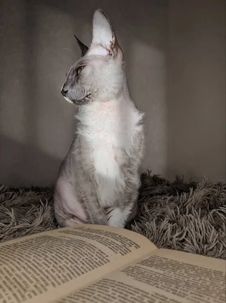 Кіт Відпочиває Книзі — стокове фото