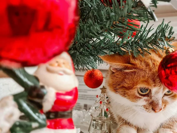 Gato Jengibre Fondo Del Árbol Navidad —  Fotos de Stock