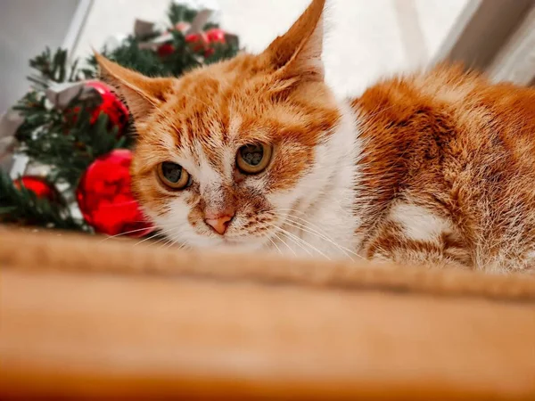 Gato Jengibre Fondo Del Árbol Navidad —  Fotos de Stock