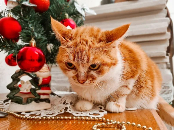 Gato Gengibre Fundo Árvore Natal — Fotografia de Stock