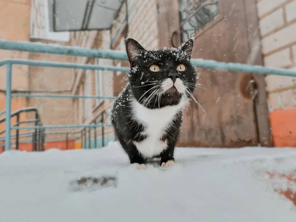 Schwarz Weiße Katze Schnee — Stockfoto