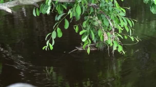 Canard nage dans l'étang de la ville. Parc central de la ville avec canards. — Video